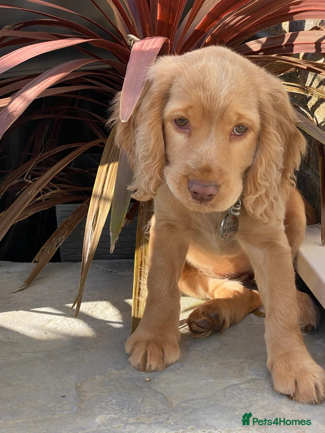 Cocker Spaniel dogs for sale: Cocker Spaniel girl looking for an amazing home - Advert 6