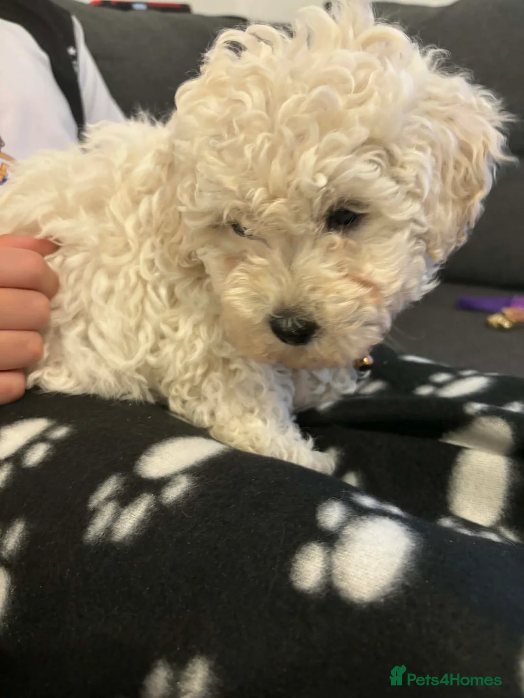 Havapoo dogs for sale: havapoo, beautiful puppies, 4 boys and 2 girls1200 - Advert 1