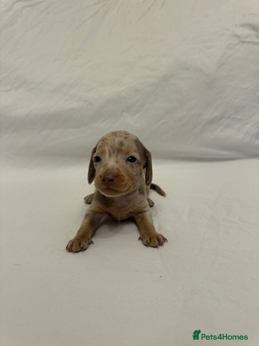 Miniature Dachshund dogs for sale: Miniature Dachshunds Available - Advert 10