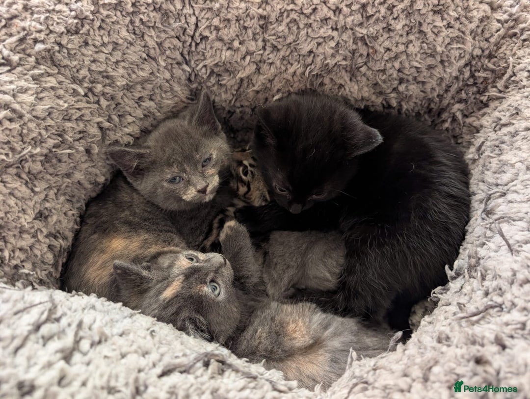 Domestic Shorthair cats for sale: Adorable domestic shorthair kittens, ready to go - Advert 1