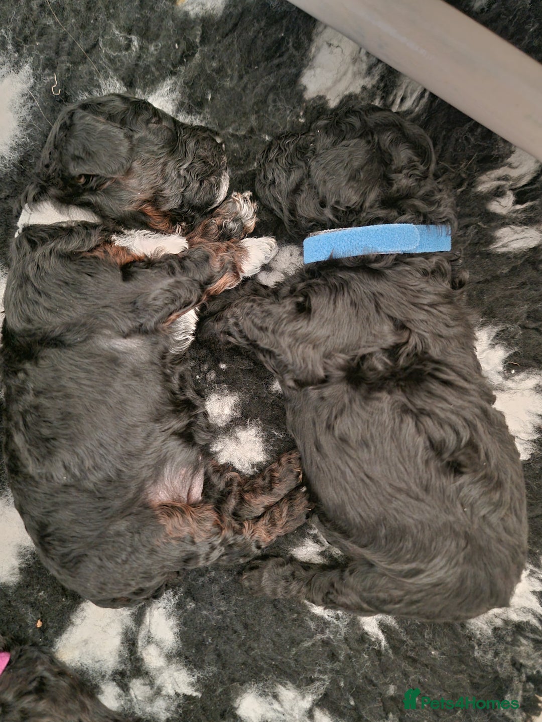 Shihpoo dogs for sale: Shihpoo puppies  - Image 9