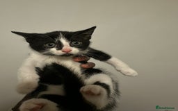 British Shorthair cats for sale: Kitten for sale 1 left ! - Image 3