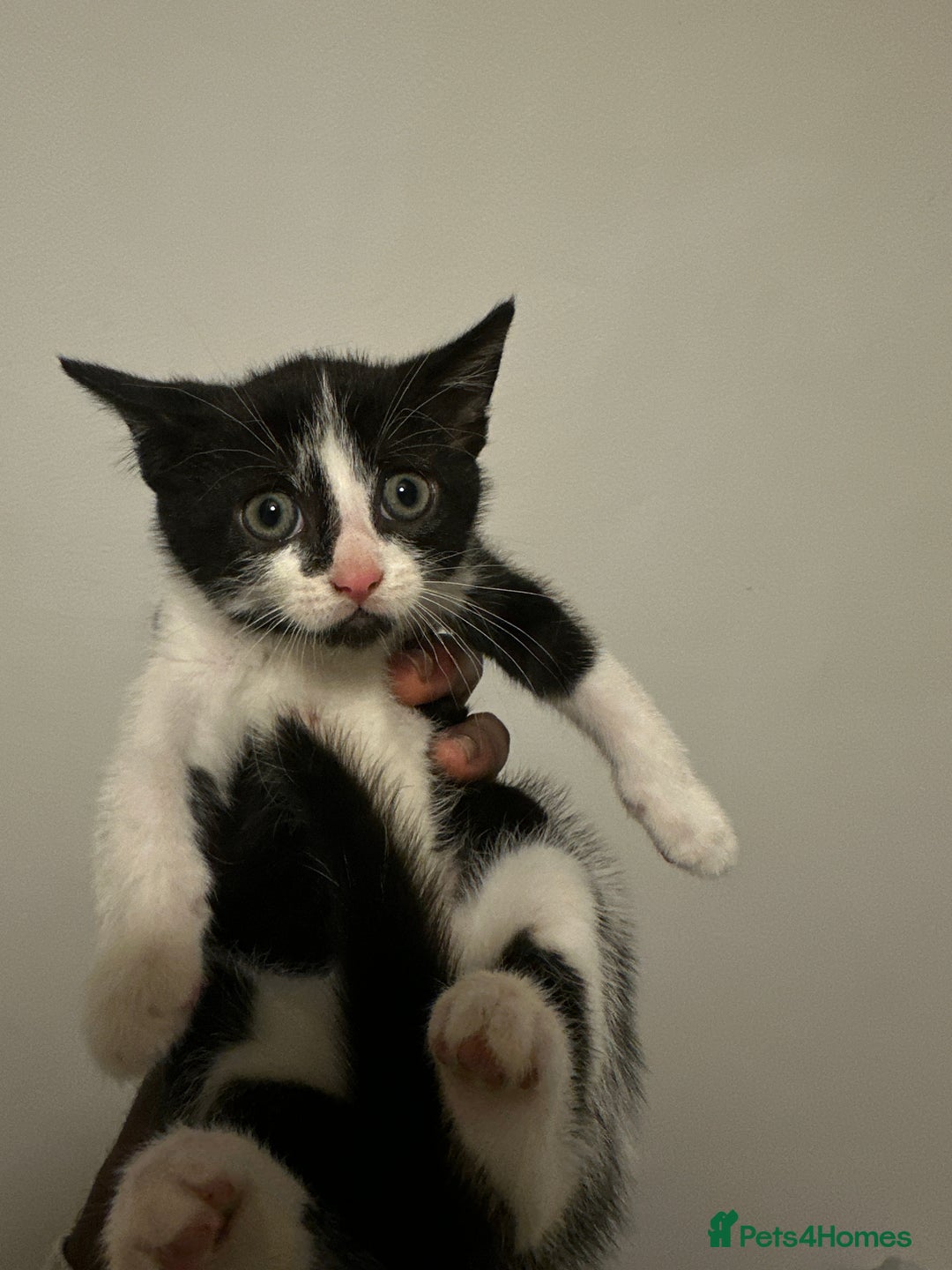 British Shorthair cats for sale: Kitten for sale 1 left ! - Image 3