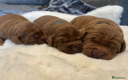 Labrador Retriever dogs for sale: Fox red labradors - Image 2