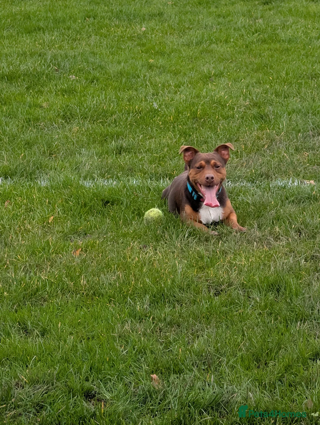 Jack Russell dogs for stud: Rocky - Advert 2