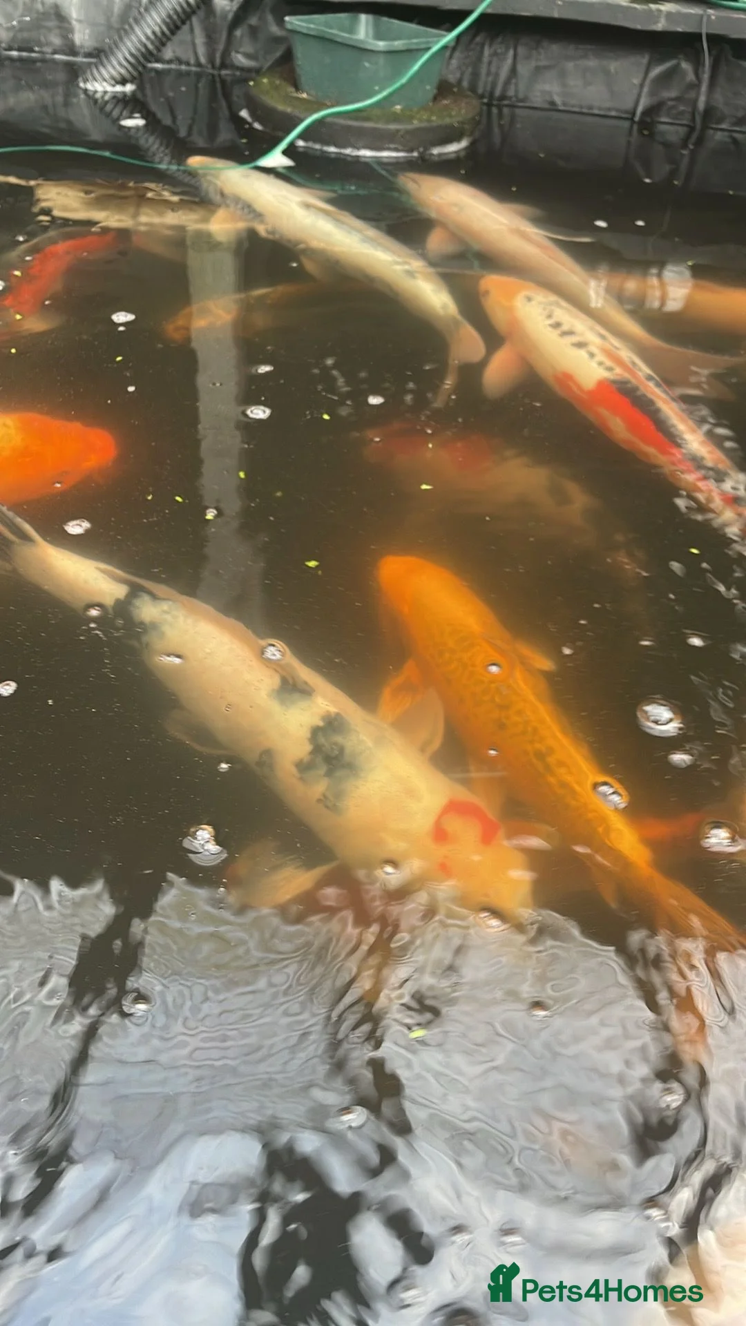 Koi Carp fish for sale: Mixed koi in Maidstone - Advert 1