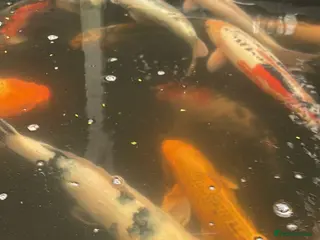 Koi Carp fish Mixed koi - Advert 1