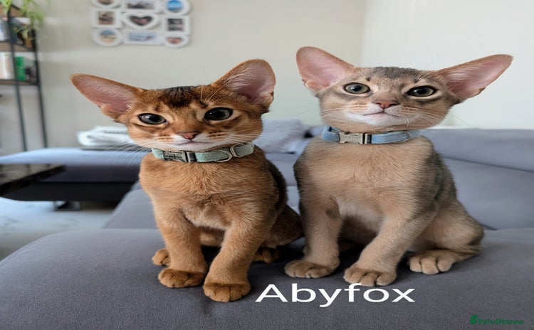 Abyssinian cats in Fareham - Advert 8