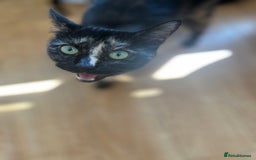 Mixed Breed cats for sale: 4 beautiful kittens for sale £120 each  - Image 10