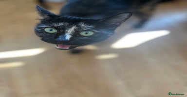 Mixed Breed cats - Advert 5