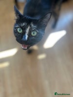 Mixed Breed cats - Advert 3