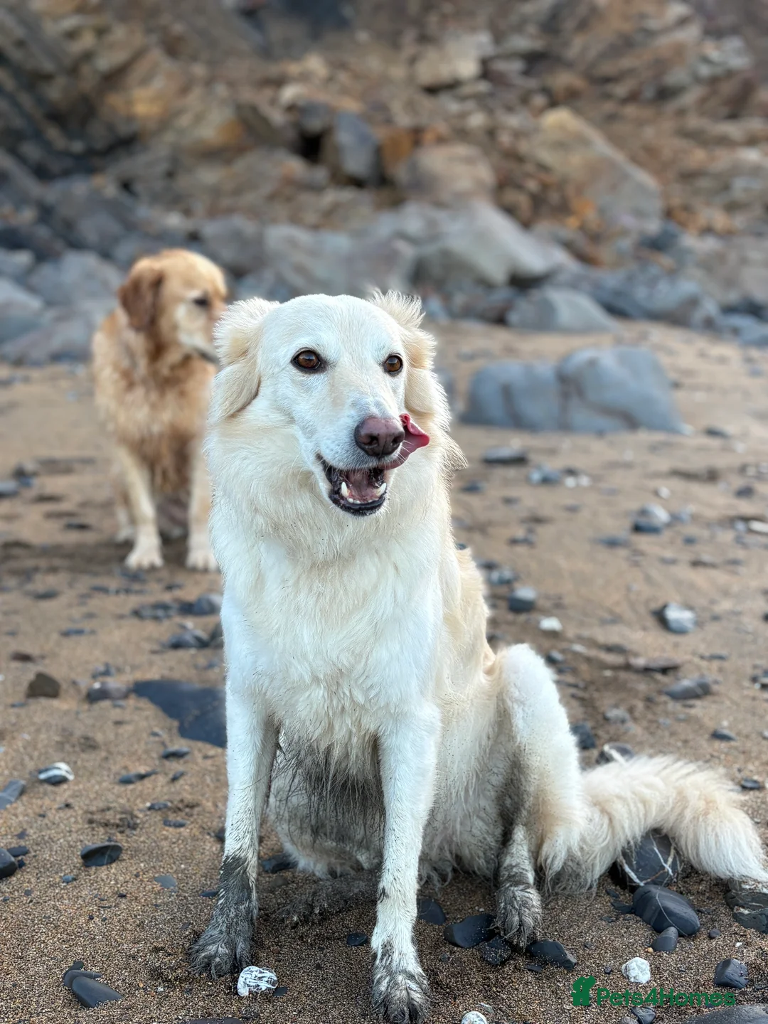 Mixed Breed dogs for sale: Gentle 6yo rehome - Advert 2