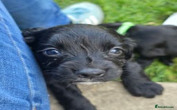 Sprocker dogs for sale: F1 sprockers 4 boys 3 girls - Image 3