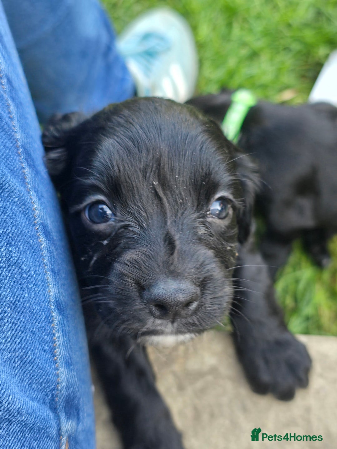 Sprocker dogs for sale: F1 sprockers 4 boys 3 girls - Image 3