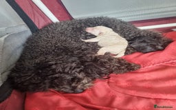 Toy Poodle dogs for sale: Two Toy poodle boys - Image 5