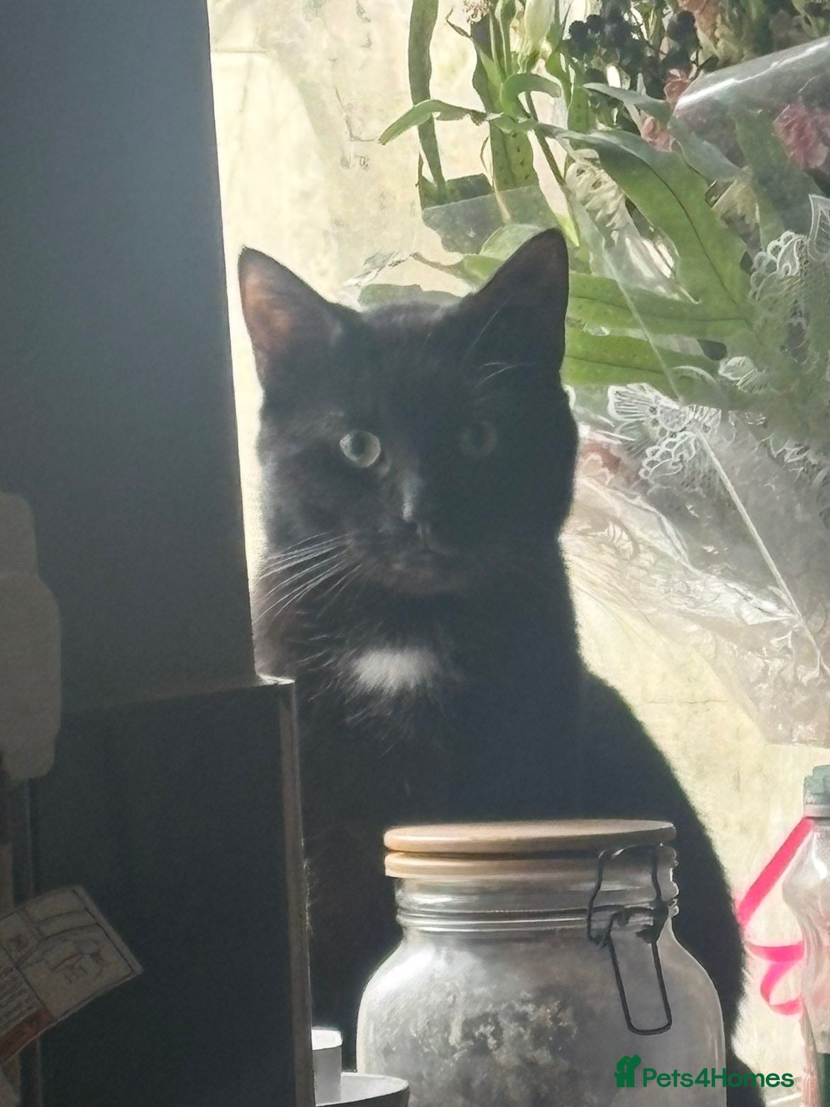 Mixed Breed cats Nuka-Cola - Advert 1