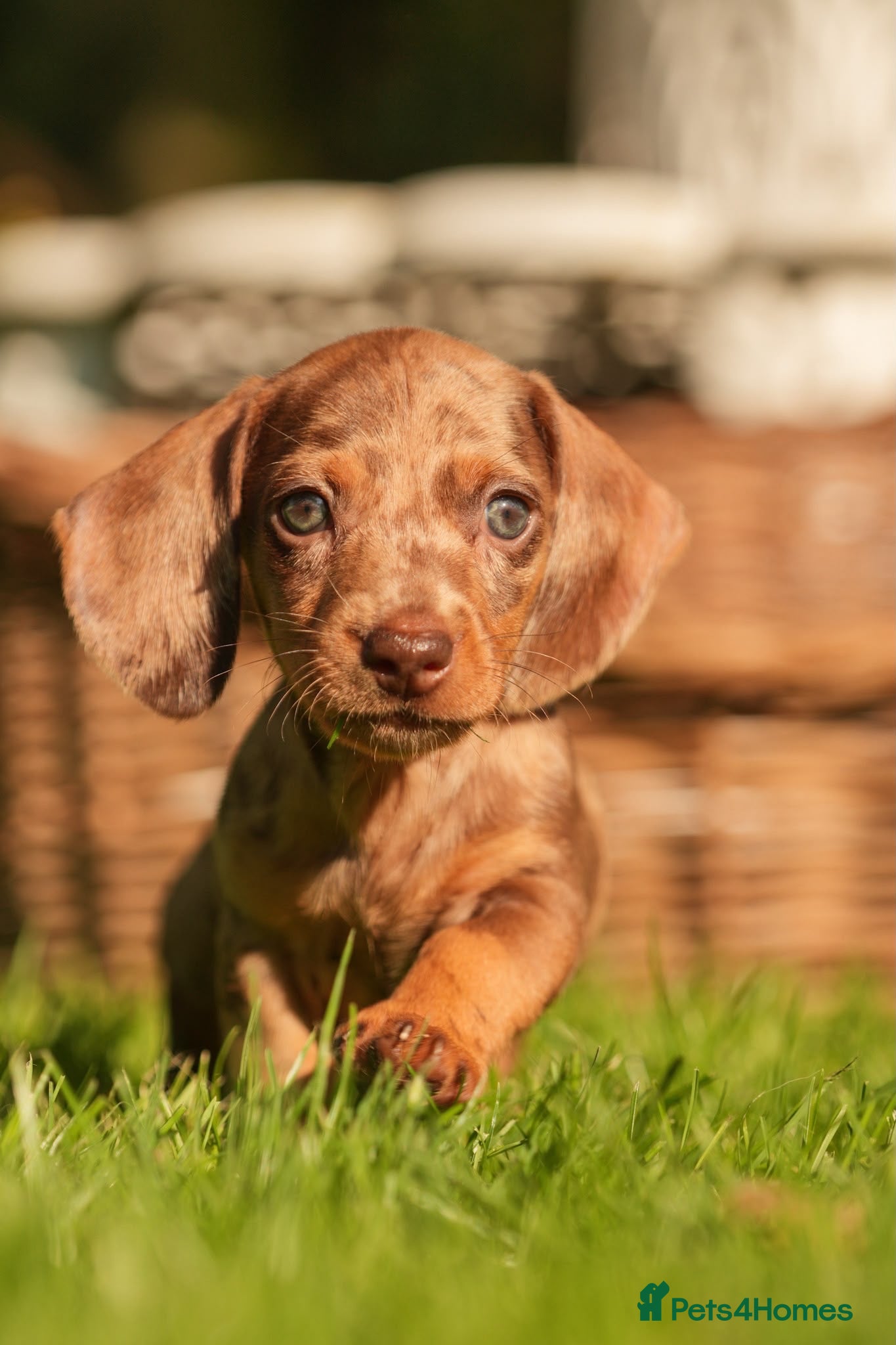 Dachshund dogs Rare Standard Wire Haired Dapple Dachshunds  - Advert 1