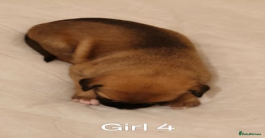 Mixed Breed dogs - Advert 3