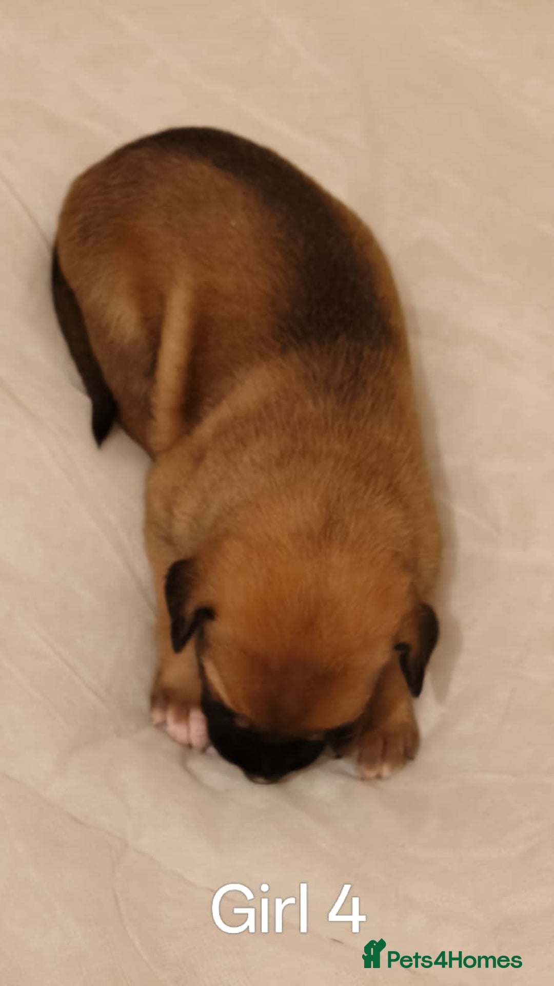 Mixed Breed dogs for sale: German Staffy Litter Available 12/10/25 - Image 3