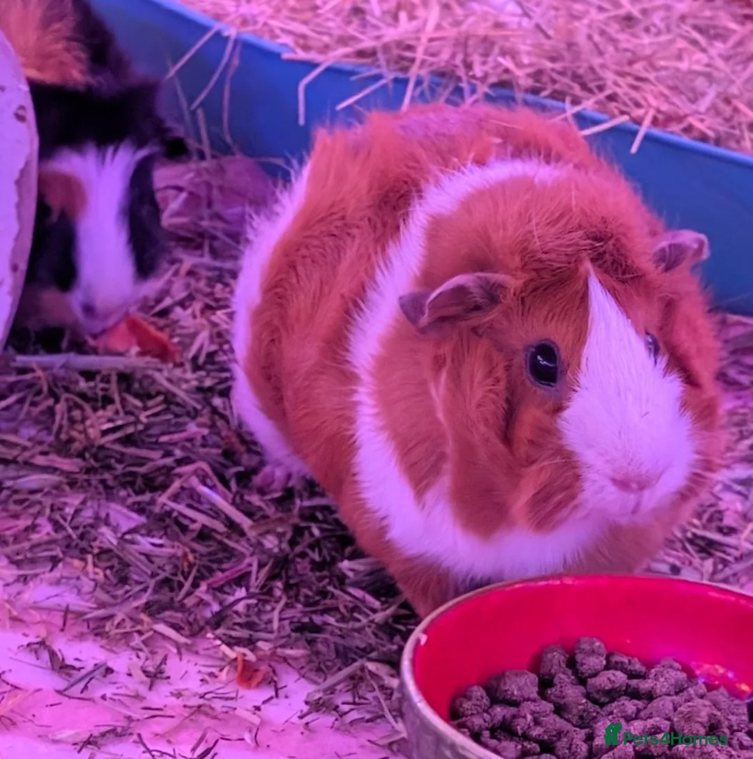 Guinea Pig rodents for sale: Two female guinea pigs - Advert 2