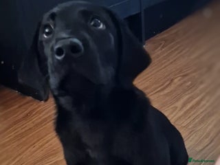 Labrador Retriever dogs 1 black male Labrador puppy left - Advert 1