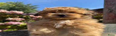 Lhasapoo 3