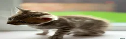 Bengal cats for sale: Rare silver charcoal Marble Girl   - Advert 4