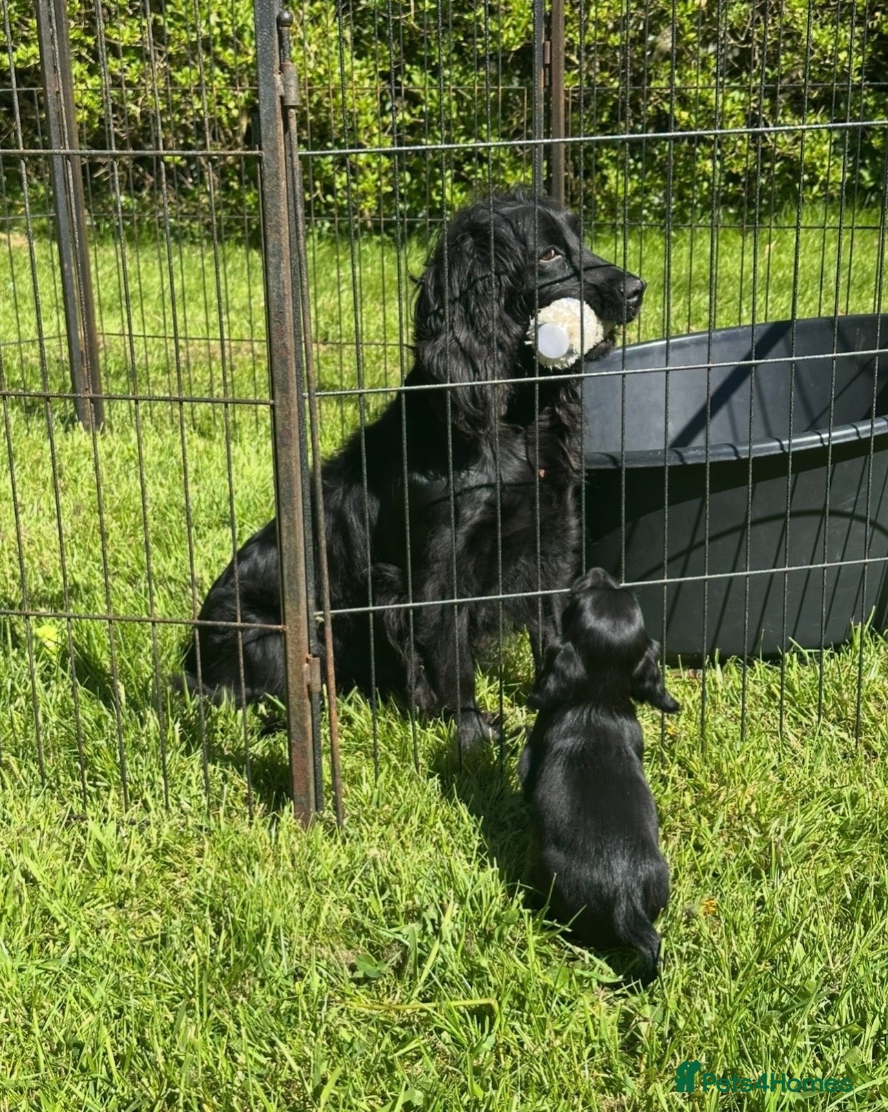 Cocker Spaniel dogs for sale: EXCEPTIONAL FTCH  Cocker puppies Health tested  - Advert 6