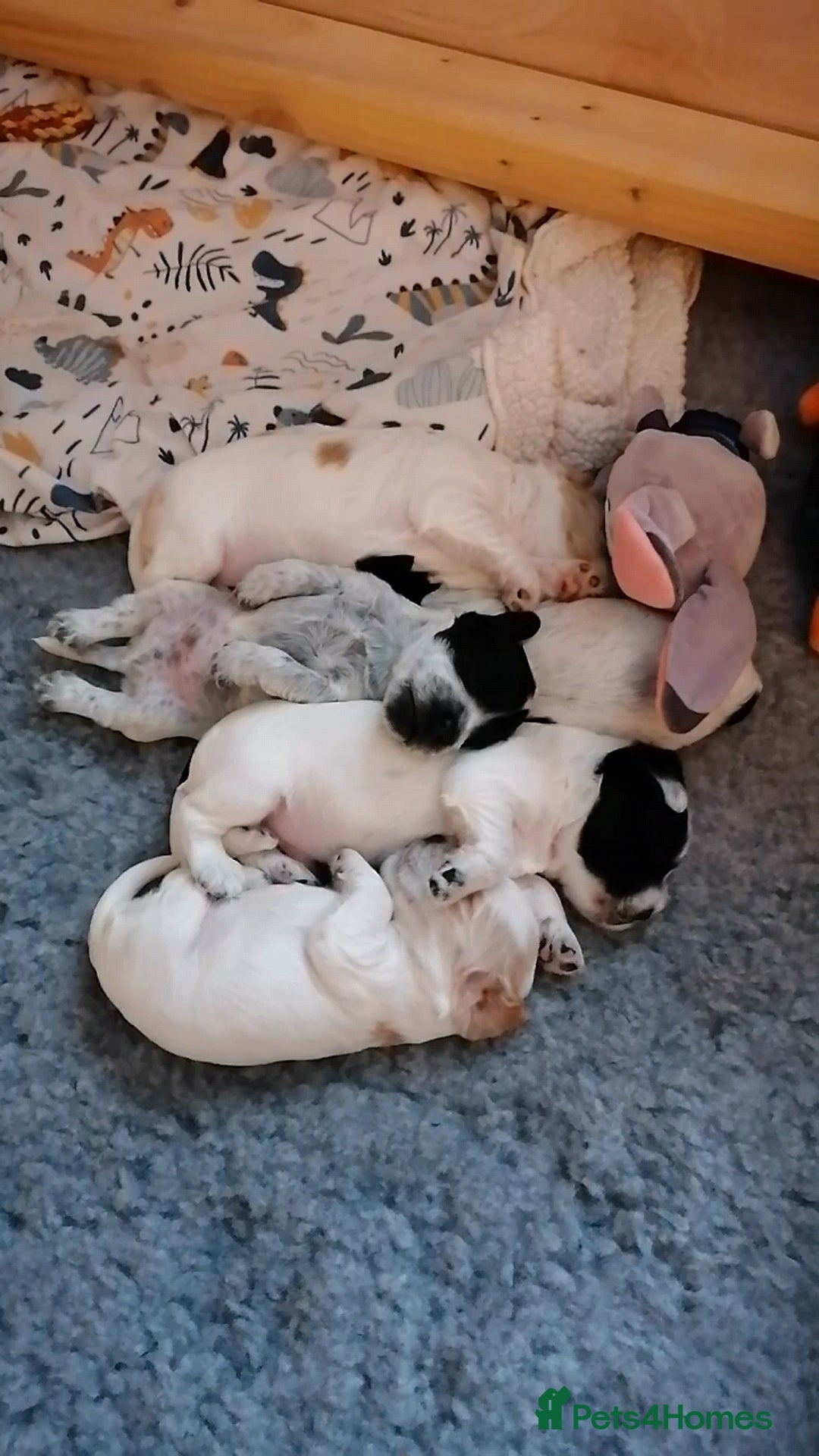 Cocker Spaniel dogs for sale: KC Reg Cocker Spaniel Puppies health checked - Advert 6