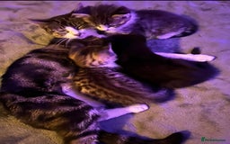 Mixed Breed cats for sale: Social black kitten - Image 5