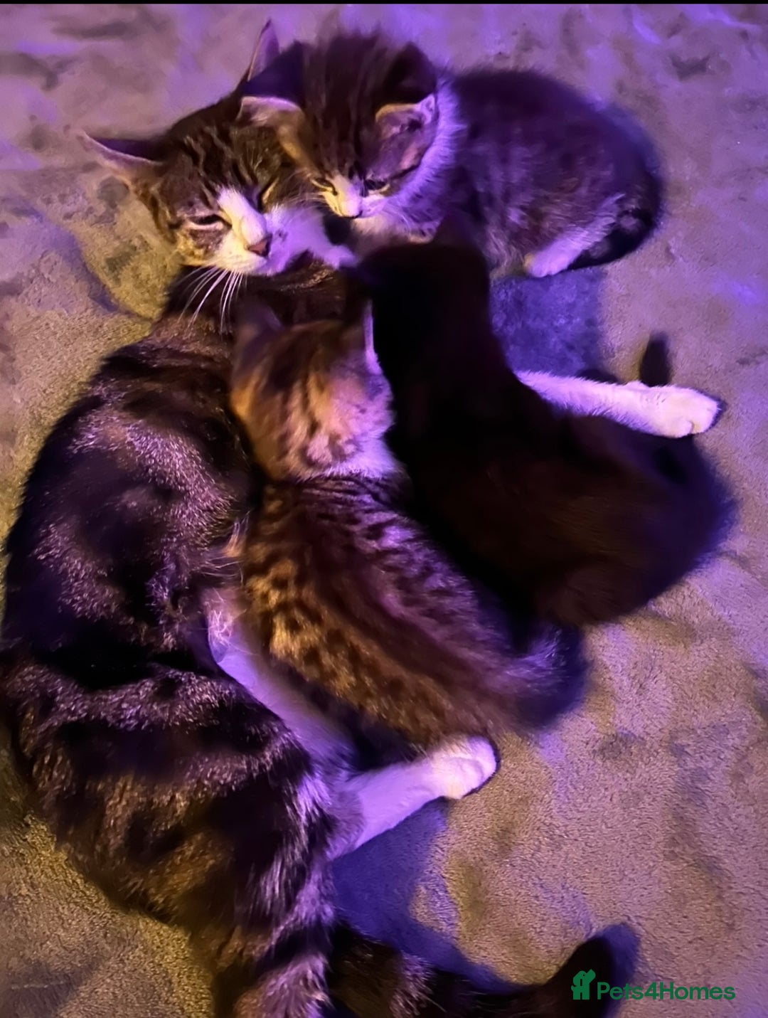 Mixed Breed cats for sale: Social black kitten - Image 5