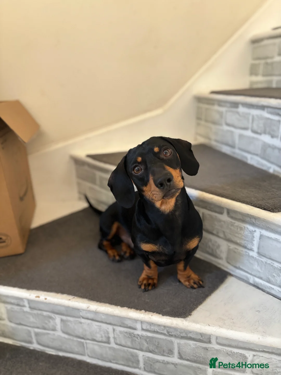 Miniature Dachshund dogs for stud: Mini Dach Simon - Stud only - Advert 4