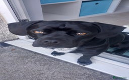 Mixed Breed dogs for sale: Dexter - Image 1