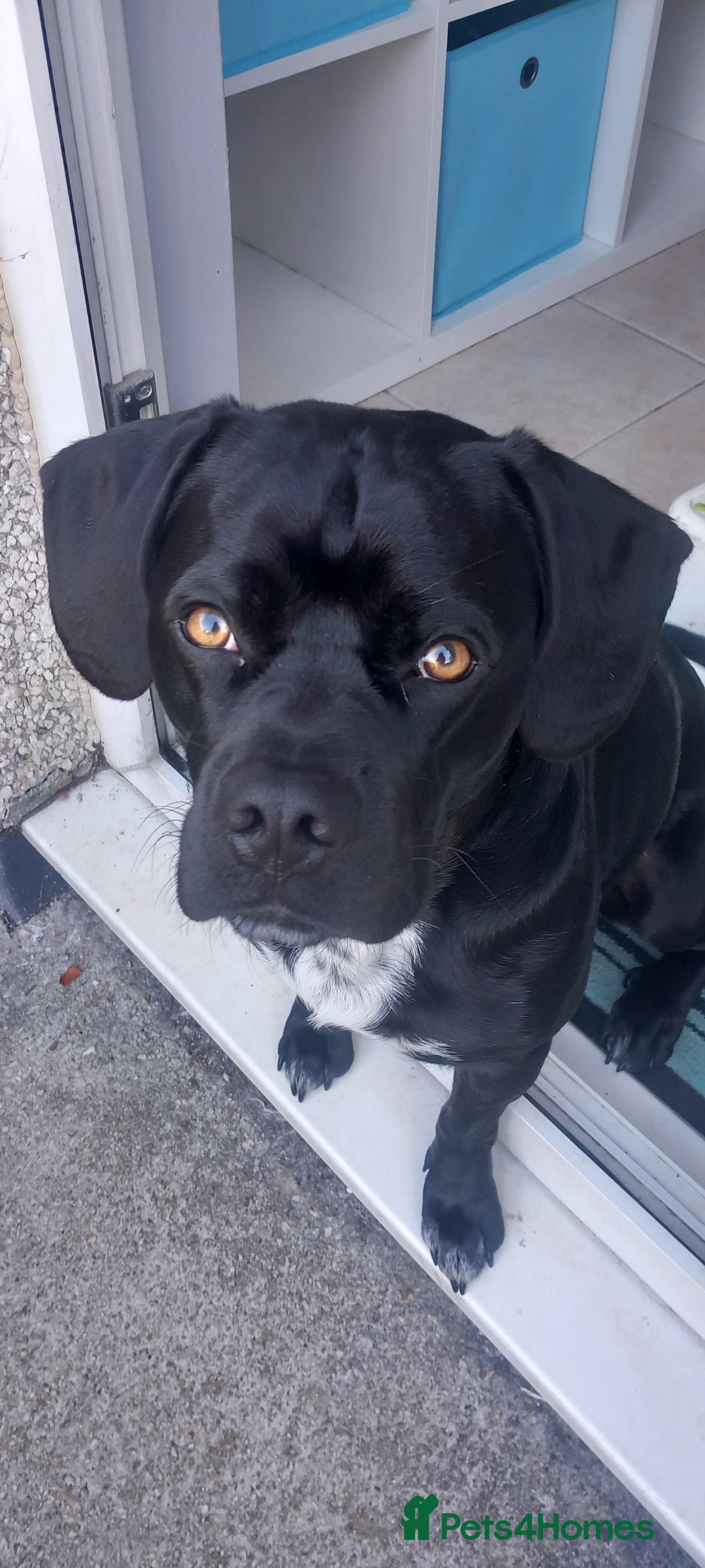 Mixed Breed dogs for sale: Dexter - Image 1