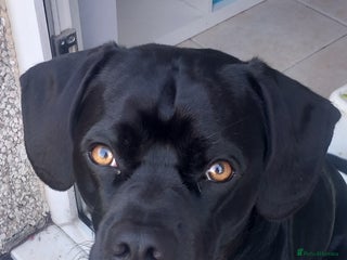 Mixed Breed dogs - Advert 33