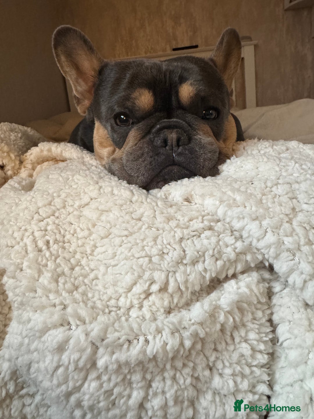 French Bulldog dogs for stud: Bleu Law - Advert 8