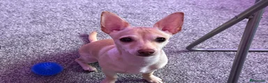 Chihuahua 1