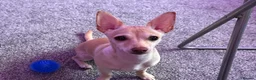 Chihuahua dogs for sale: 💔 For Sale / Loving Home Needed — Lulu in Edinburgh - Advert 3