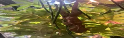 Gecko reptiles for sale: Hatchling Crested Gecko in Sheffield - Advert 4