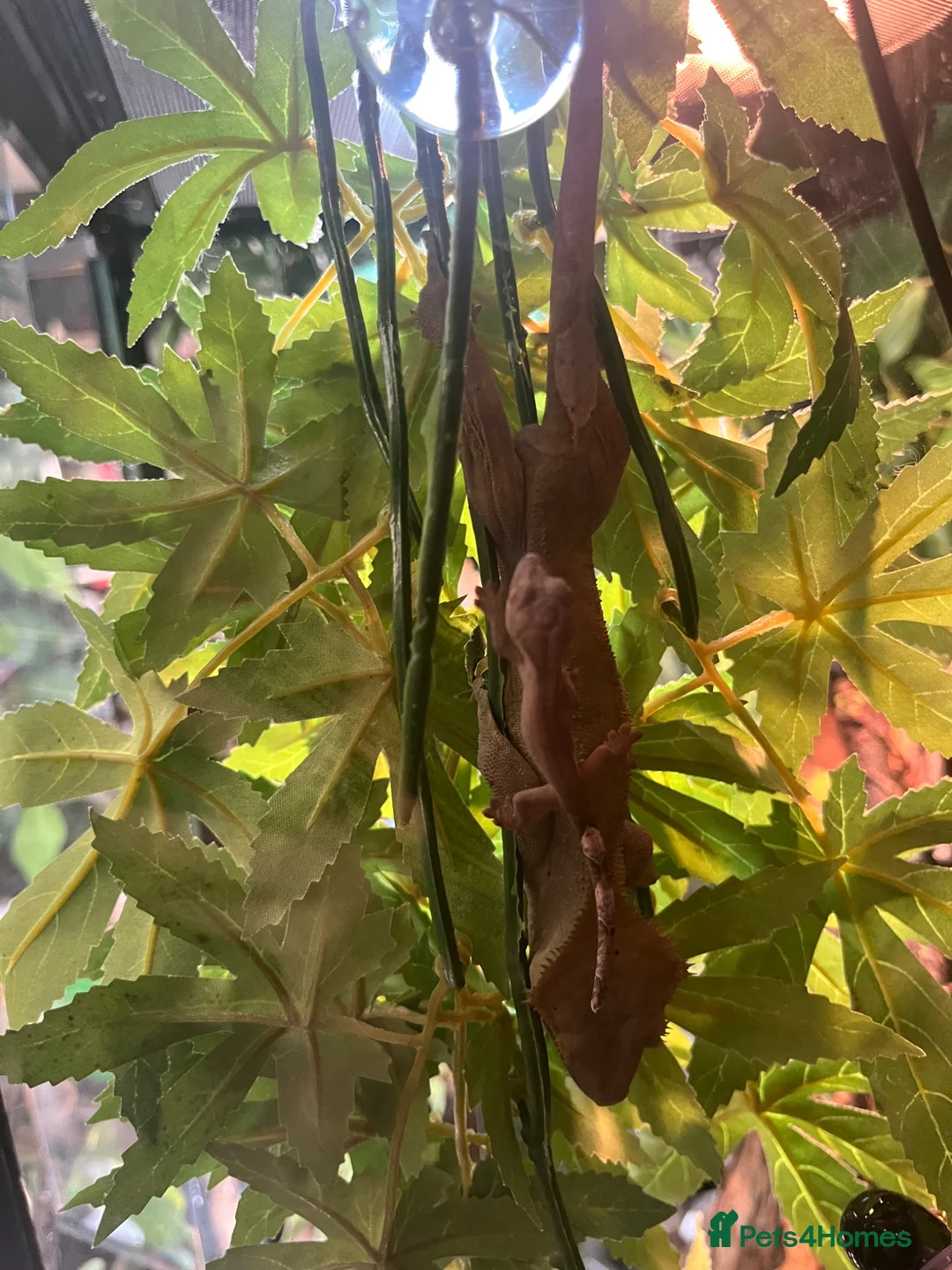 Gecko reptiles for sale: Hatchling Crested Gecko in Sheffield - Advert 4