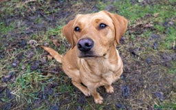 Labrador Retriever dogs for sale: Fox red & black Labrador puppies for sale  - Image 5