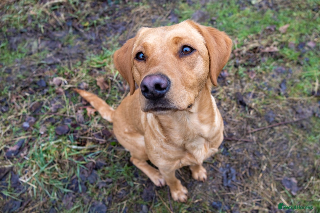 Labrador Retriever dogs for sale: Fox red & black Labrador puppies for sale  - Image 5