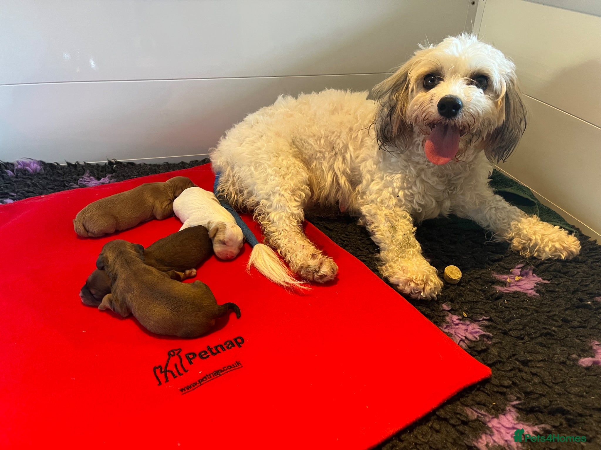 Cavachon dogs Health Screened litter of F1B Cavachons  - Advert 3