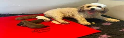 Cavachon dogs for sale: Health Screened litter of F1B Cavachons  - Advert 1