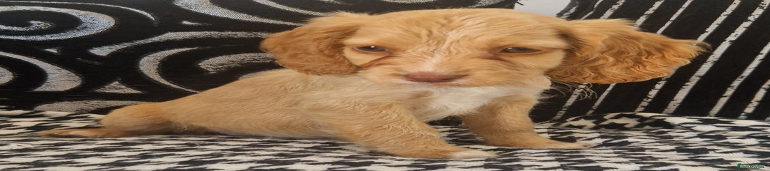 Cocker Spaniel Puppy 3