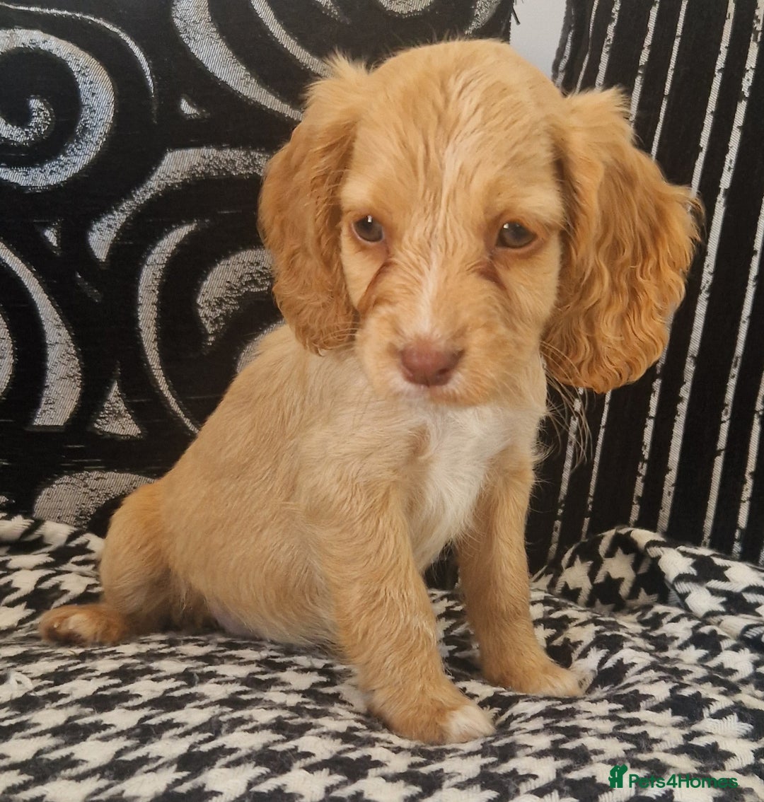 Cocker Spaniel dogs for sale: Cocker spaniels only 3 left  - Image 5