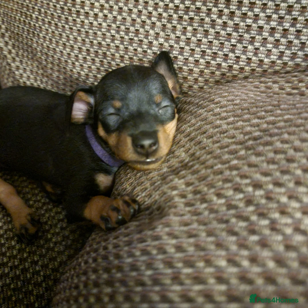 Miniature Pinscher dogs for sale: Miniature pinscher pups - Advert 34