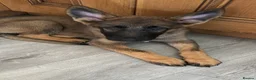 German Shepherd dogs for sale: ⭐️1 girl left KC registered German Shepard pup ⭐️ - Advert 2