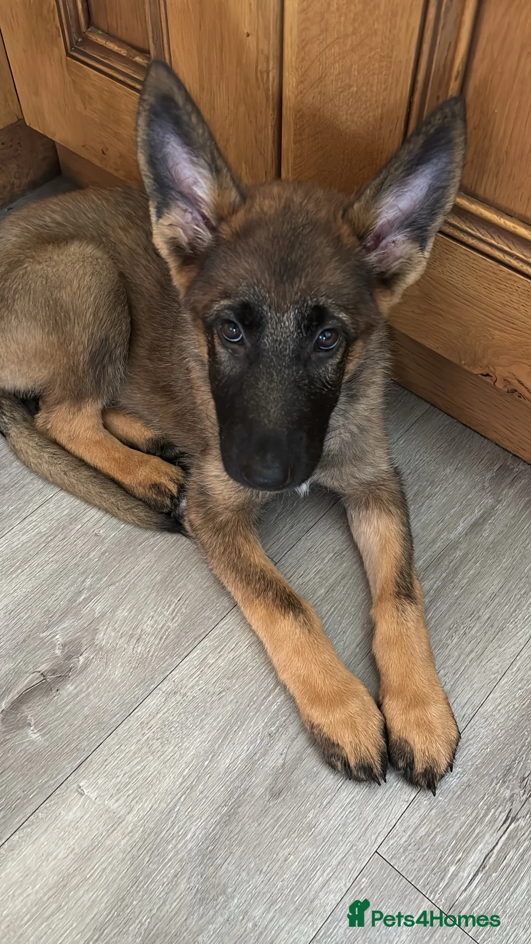 German Shepherd dogs for sale: ⭐️1 girl left KC registered German Shepard pup ⭐️ - Advert 2