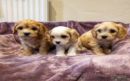Cavachon dogs for sale: 8 Beautiful Cavachons💙💙💙🩷🩷🩷🩷🩷 - Image 1